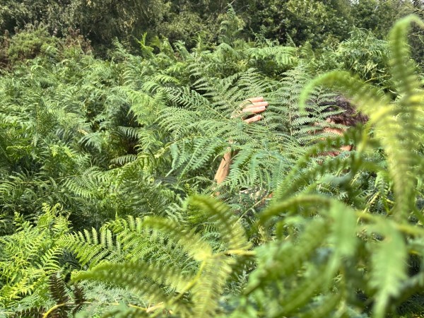 Joanna Kidney WCC image